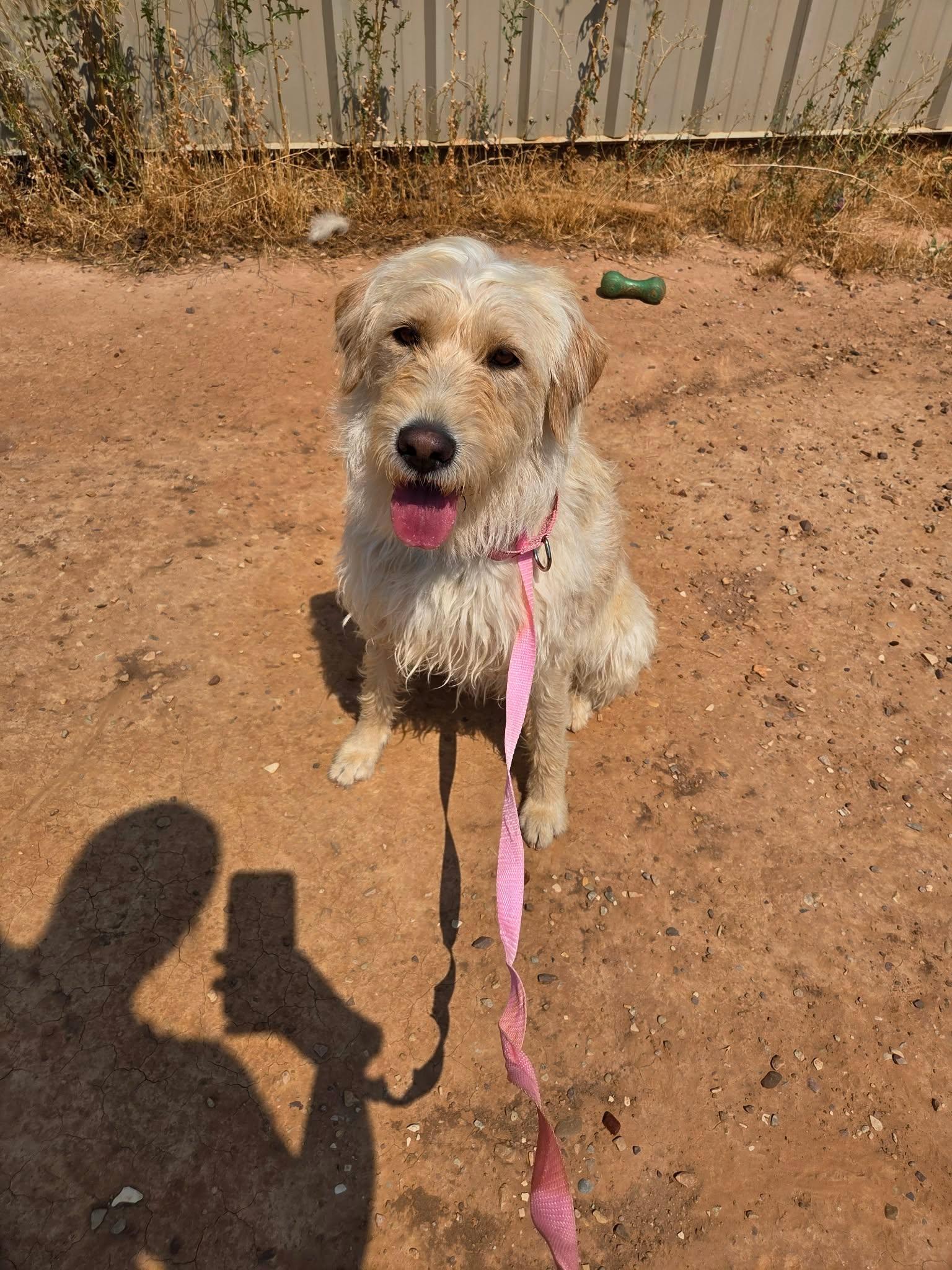 Millie, a ADOPTABLE mixed breed in Roosevelt, UT image 1/3