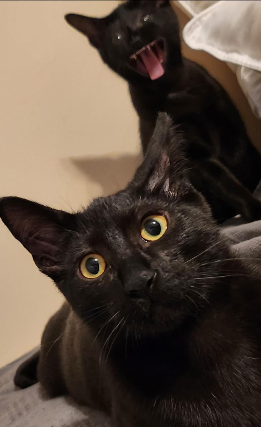 Binx, Adoptable, Young Male Domestic Short Hair.