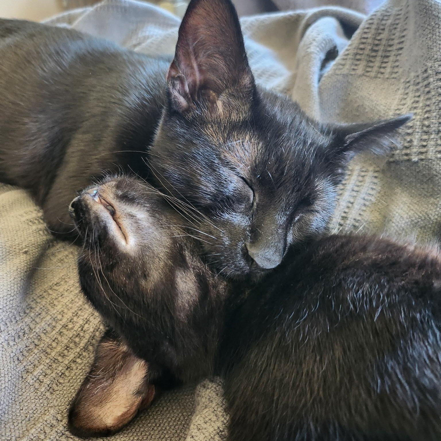 Enlarge Binx, a Adoptable Domestic Short Hair in Antioch, IL image 2/3