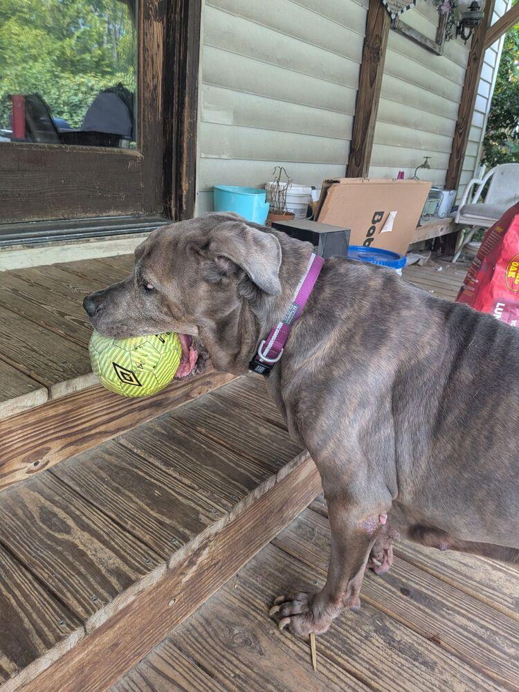 Enlarge London, a Adoptable Cane Corso in Oswego, IL image 1/4