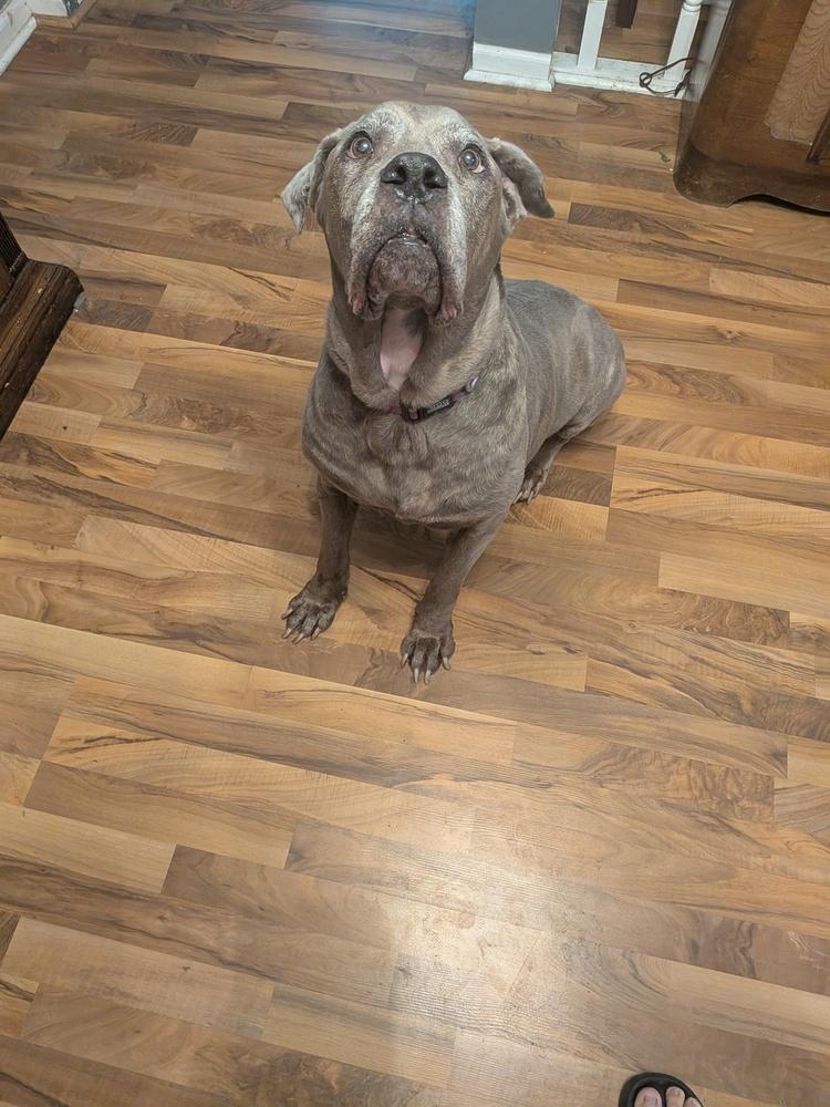 Enlarge London, a Adoptable Cane Corso in Oswego, IL image 2/4