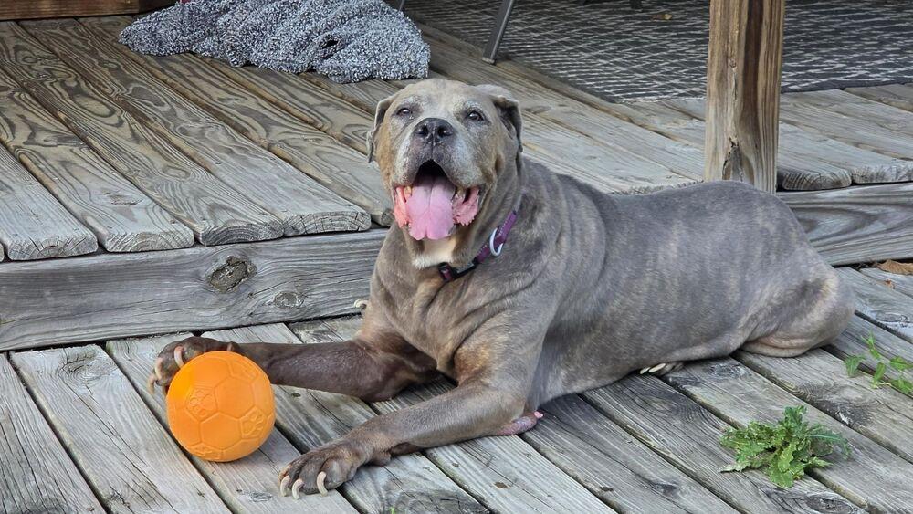 Enlarge London, a Adoptable Cane Corso in Oswego, IL image 3/4