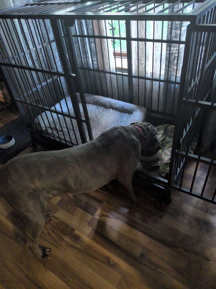 Enlarge London, a Adoptable Cane Corso in Oswego, IL image 4/4