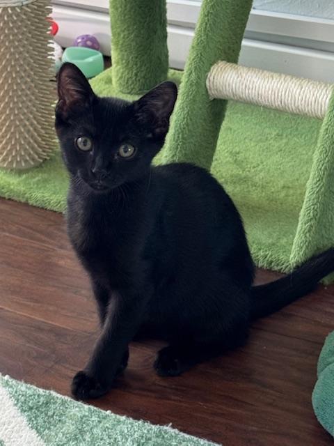 Destiny (6.5 months), Adoptable, Kitten Female Domestic Short Hair.