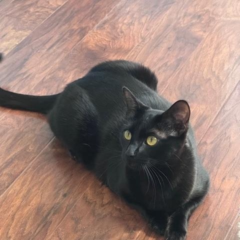 Destiny (10 months), Adoptable, Kitten Female Domestic Short Hair.