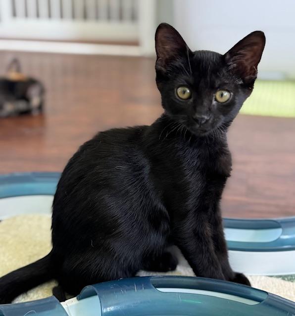 Destiny (6.5 months), a Adoptable Domestic Short Hair in Lawndale, CA image 2/6