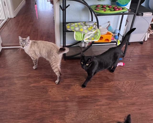 Enlarge Destiny (10 months), a Adoptable Domestic Short Hair in Lawndale, CA image 2/6