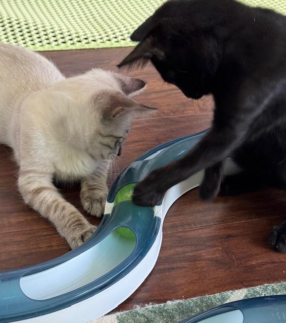 Destiny (6.5 months), a Adoptable Domestic Short Hair in Lawndale, CA image 3/6