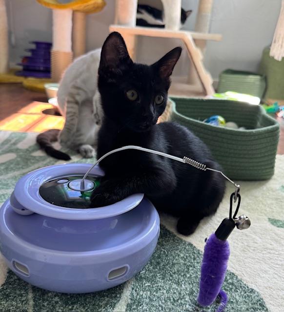 Destiny (6.5 months), a Adoptable Domestic Short Hair in Lawndale, CA image 4/6