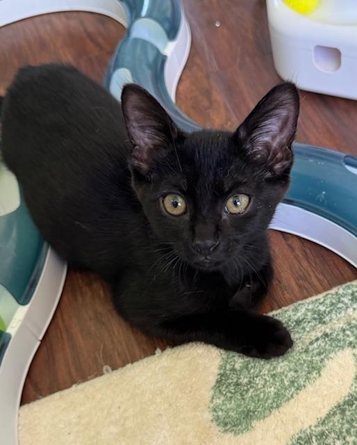 Destiny (6.5 months), a Adoptable Domestic Short Hair in Lawndale, CA image 5/6