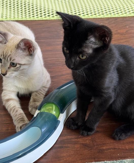 Destiny (6.5 months), a Adoptable Domestic Short Hair in Lawndale, CA image 6/6