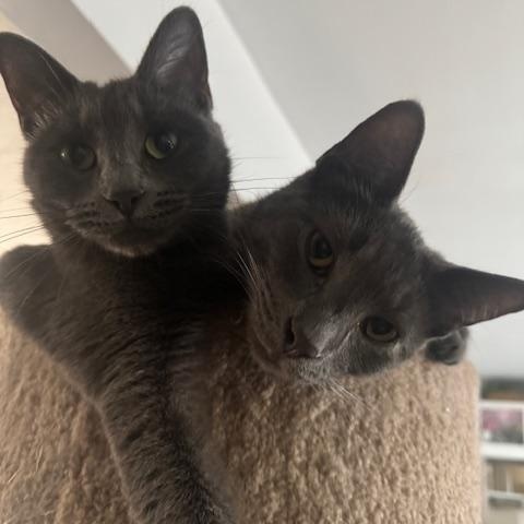 Natasha, Adoptable, Young Female Domestic Short Hair.