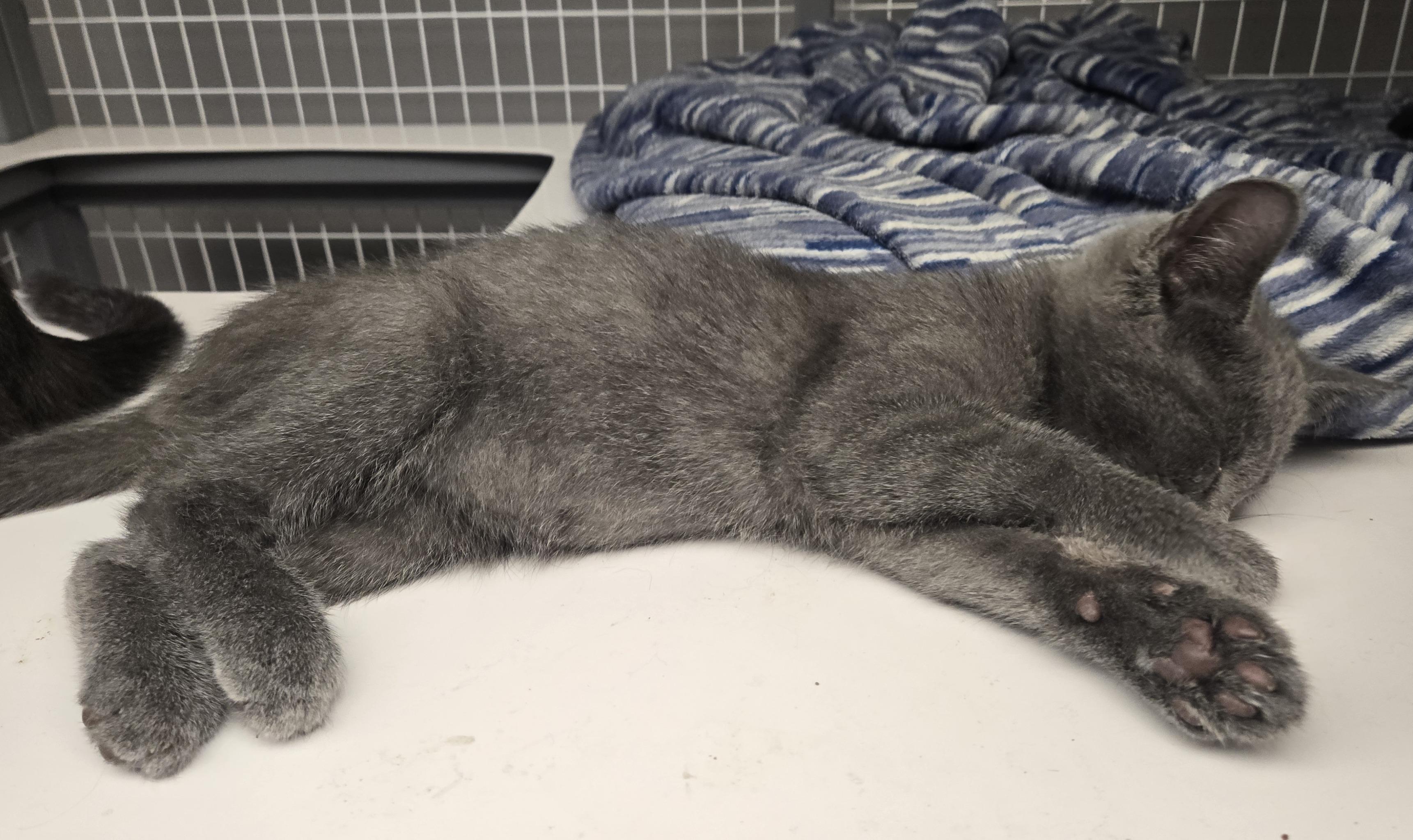 Enlarge Benny and Bowie, a Adoptable Domestic Short Hair in Milford, CT image 2/4
