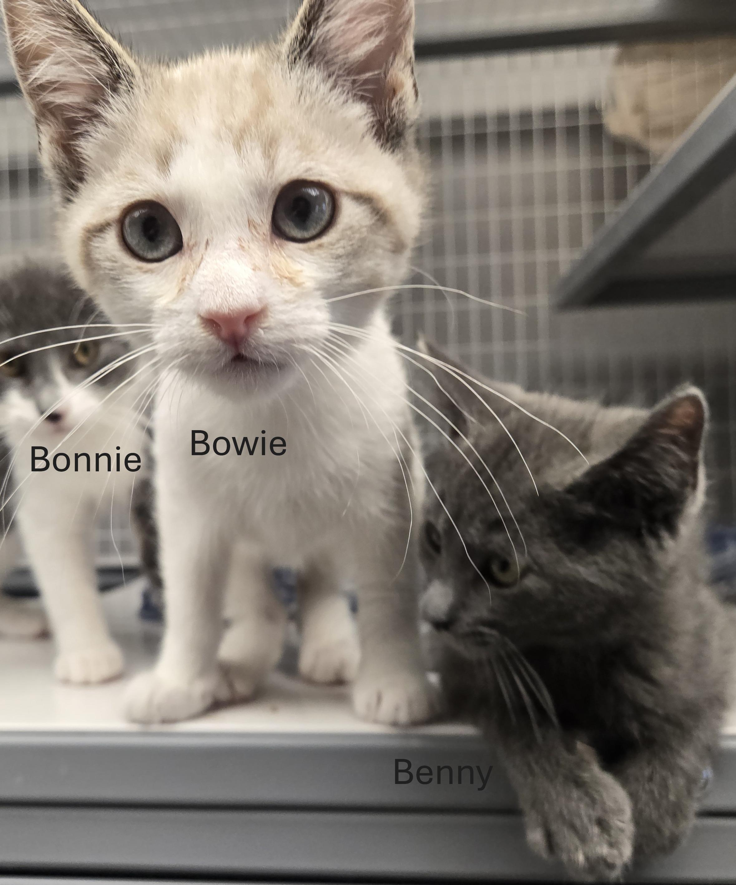 Enlarge Benny and Bowie, a Adoptable Domestic Short Hair in Milford, CT image 3/4