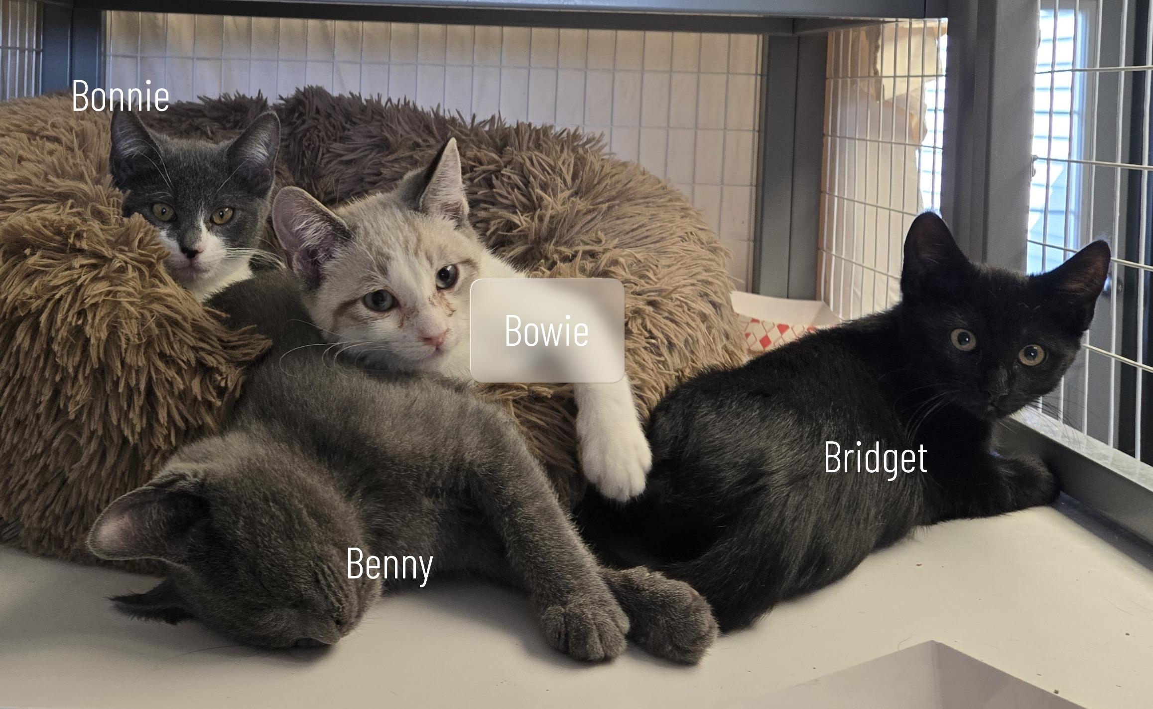 Enlarge Benny and Bowie, a Adoptable Domestic Short Hair in Milford, CT image 4/4