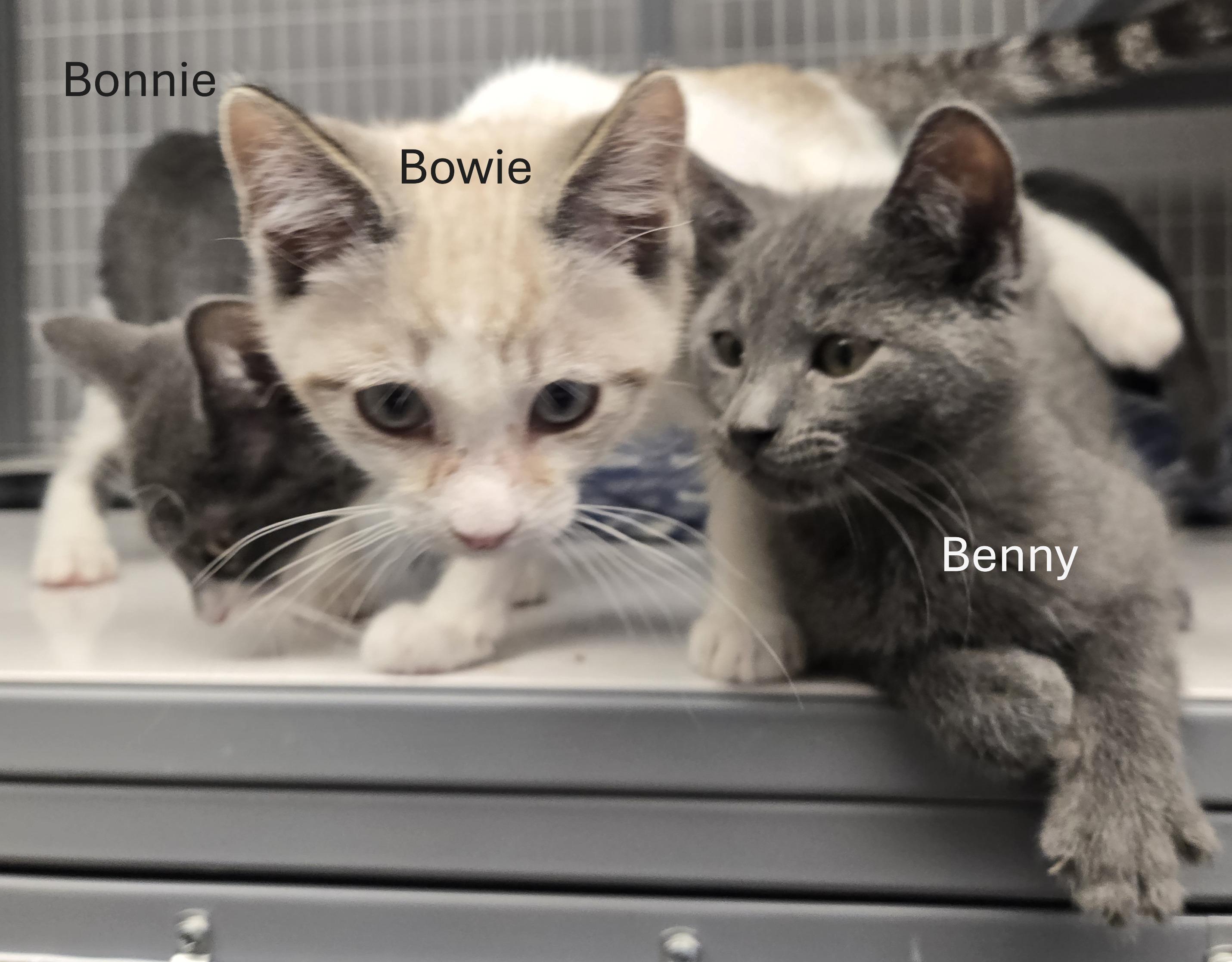 Enlarge Benny and Bowie, a Adoptable Domestic Short Hair in Milford, CT image 1/4