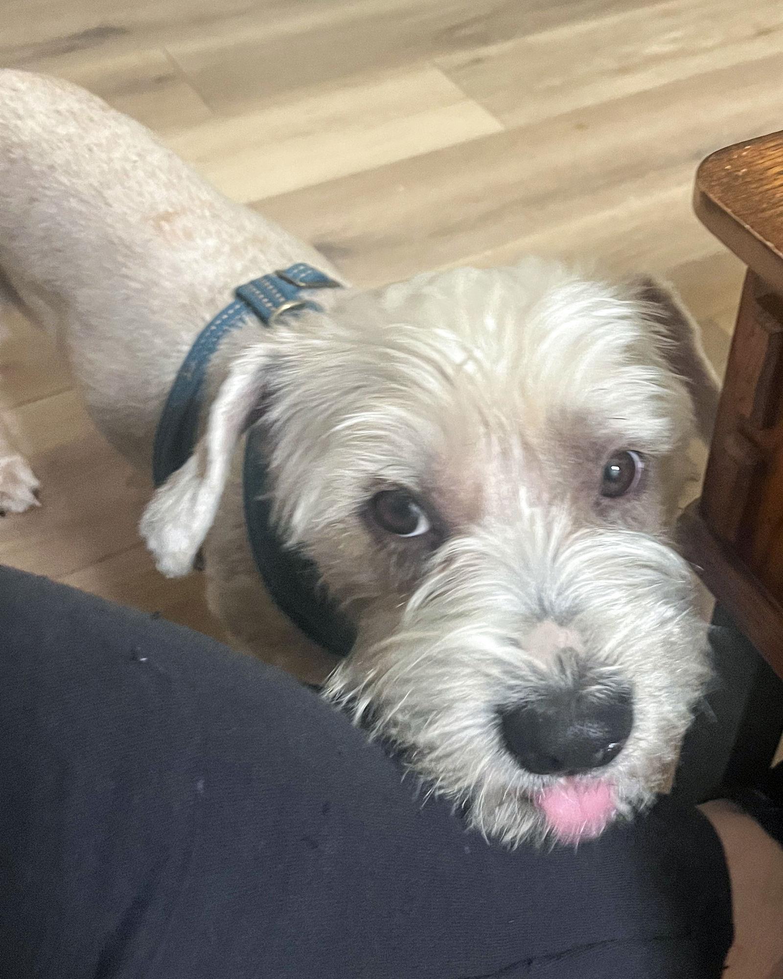 Enlarge Marty McFly, a Adopted Maltese in Corona, CA image 1/3