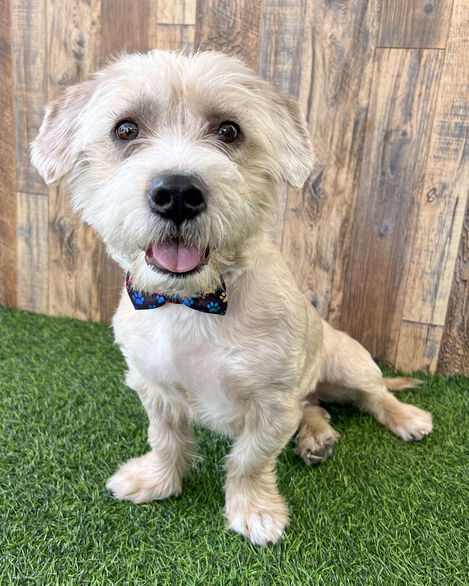 Enlarge Marty McFly, a Adopted Maltese in Corona, CA image 2/3