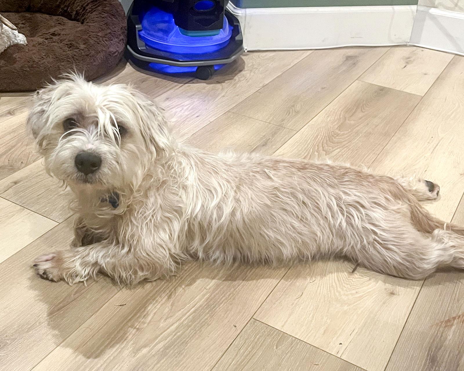 Enlarge Marty McFly, a Adopted Maltese in Corona, CA image 3/3