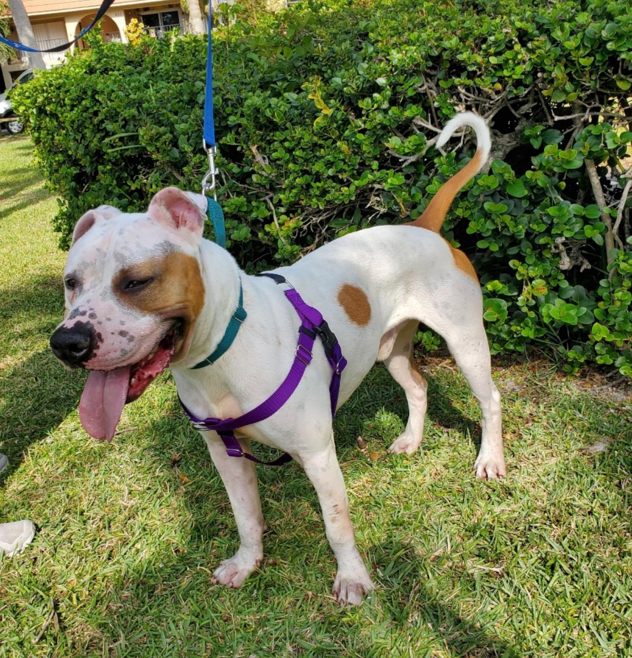 Donut, a Adoptable American Bulldog in Lake Worth, FL image 2/4