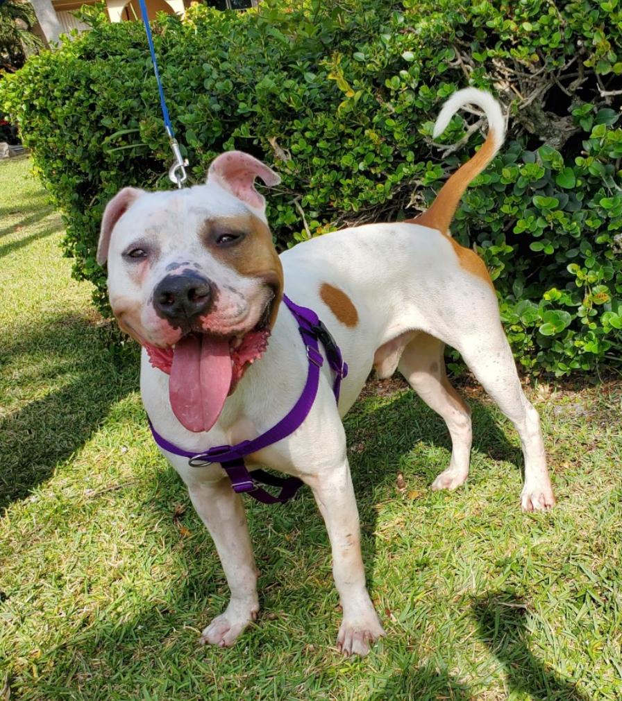 Donut, a Adoptable American Bulldog in Lake Worth, FL image 3/4
