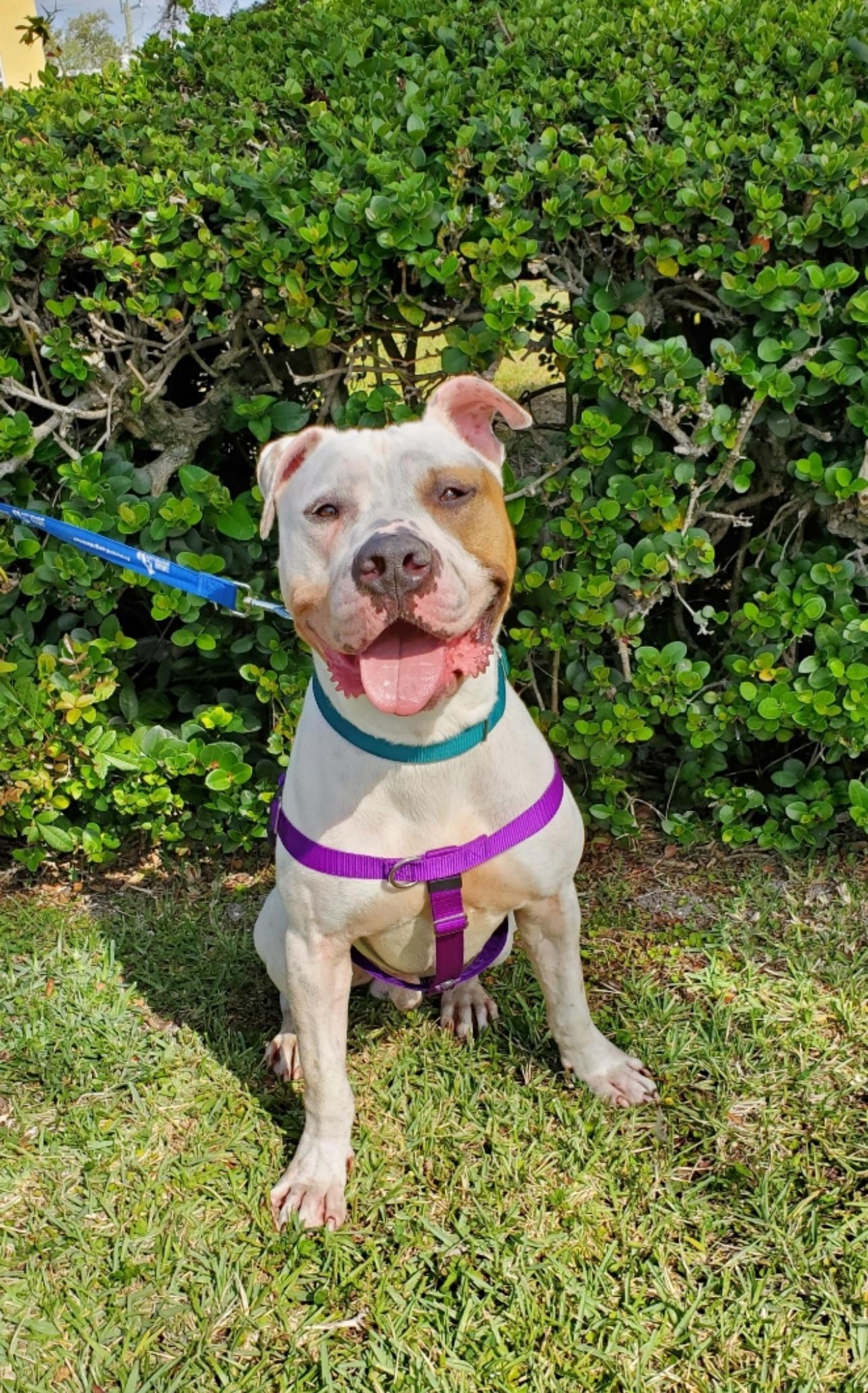 Donut, a Adoptable American Bulldog in Lake Worth, FL image 1/4