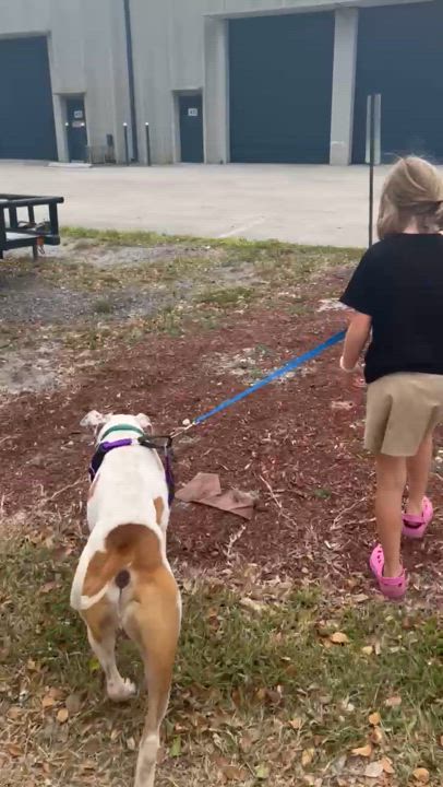Enlarge Donut, a Adoptable American Bulldog in Lake Worth, FL video 4/4