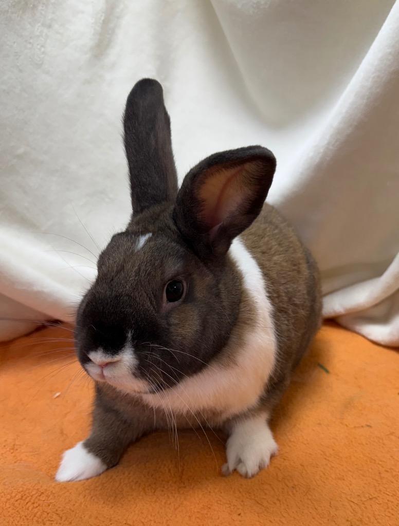 Enlarge Cookie, a Adoptable American in Pomona, NY image 1/5