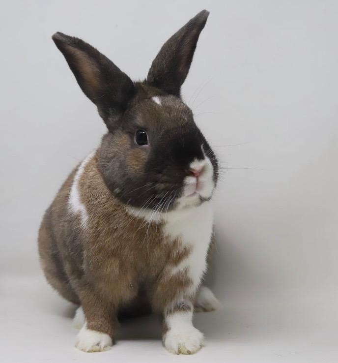 Cookie, Adoptable, Adult Male American.