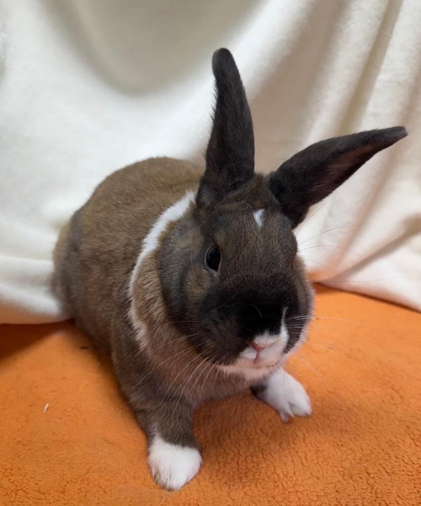 Enlarge Cookie, a Adoptable American in Pomona, NY image 2/5