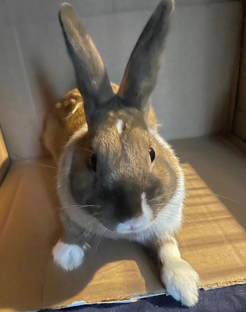 Enlarge Cookie, a Adoptable American in Pomona, NY image 2/6