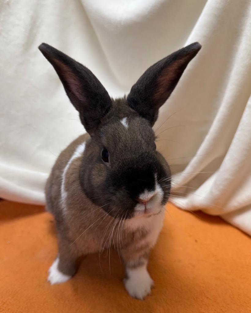 Enlarge Cookie, a Adoptable American in Pomona, NY image 4/5