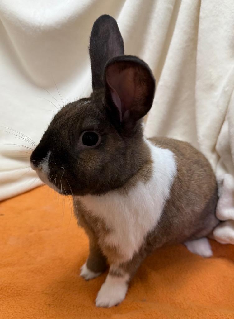 Enlarge Cookie, a Adoptable American in Pomona, NY image 6/6