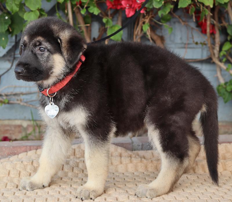 Enlarge *Nala von Lady, an adopted German Shepherd Dog in Los Angeles, CA image 4/4