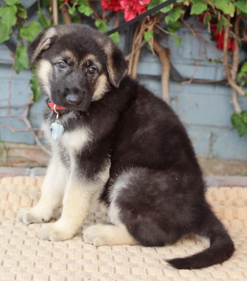 Enlarge *Nala von Lady, an adopted German Shepherd Dog in Los Angeles, CA image 3/4