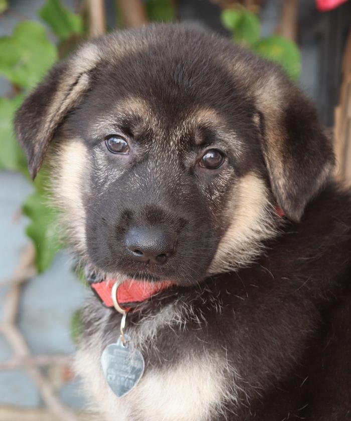 *Nala von Lady, adopted, Puppy Female German Shepherd Dog.