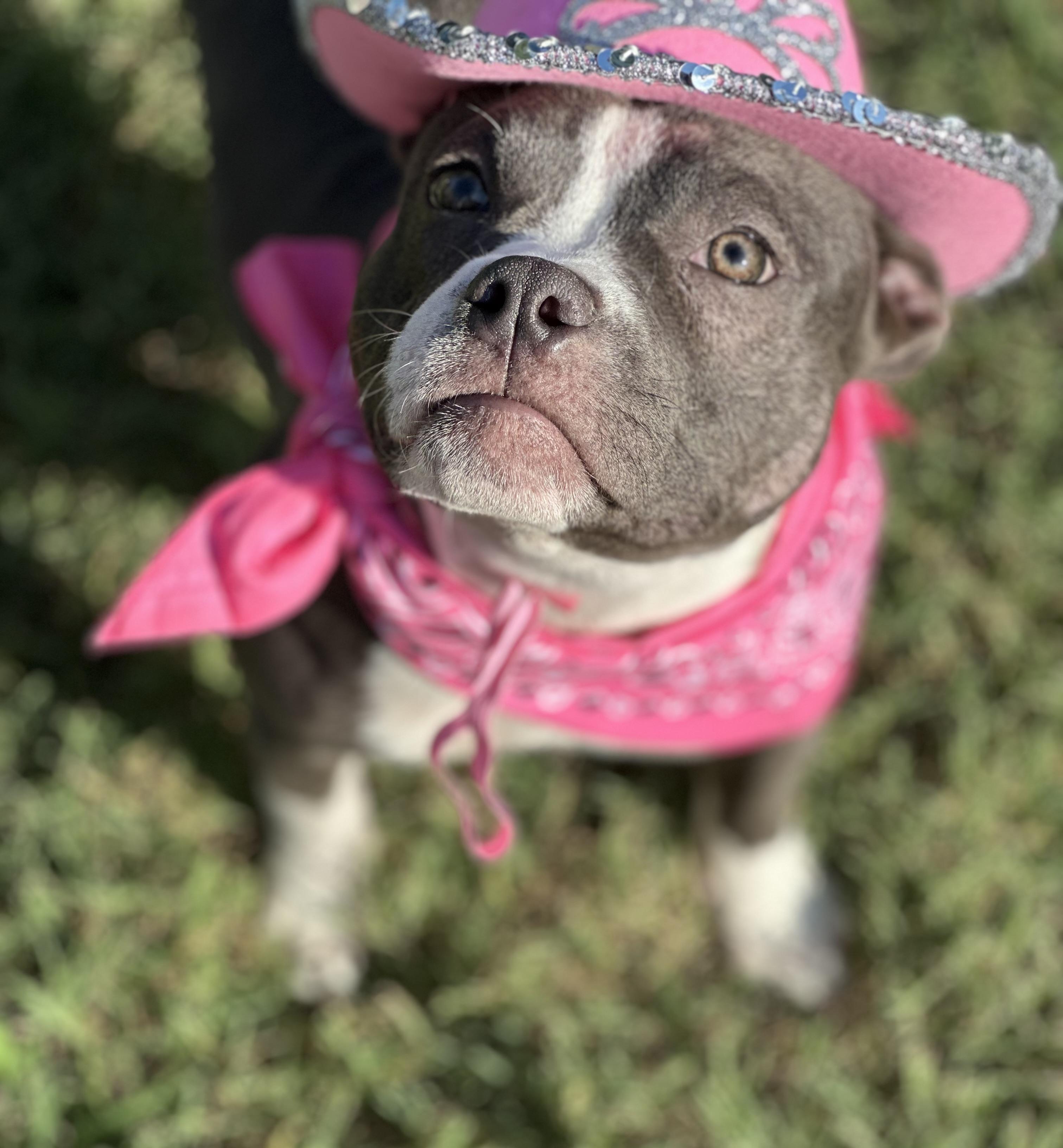 Enlarge Nova, a Adopted American Bully in Chicago, IL image 1/6