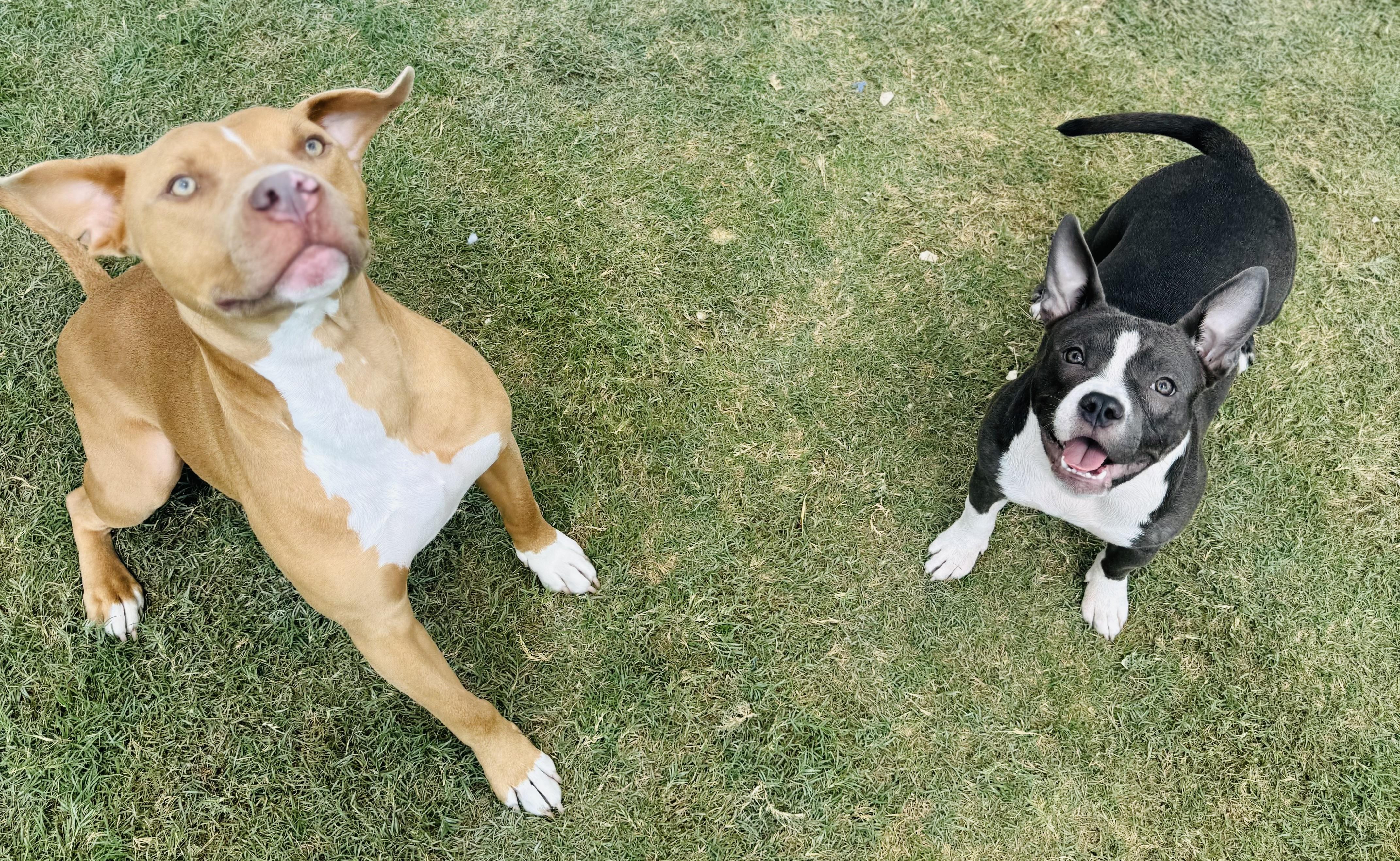 Enlarge Nova, a Adopted American Bully in Chicago, IL image 3/6