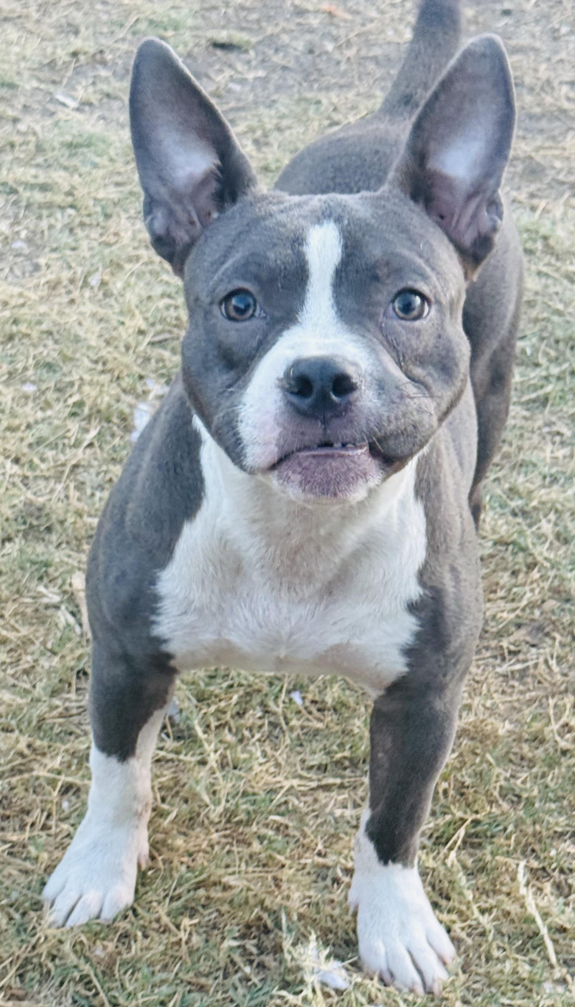 Enlarge Nova, a Adopted American Bully in Chicago, IL image 4/6