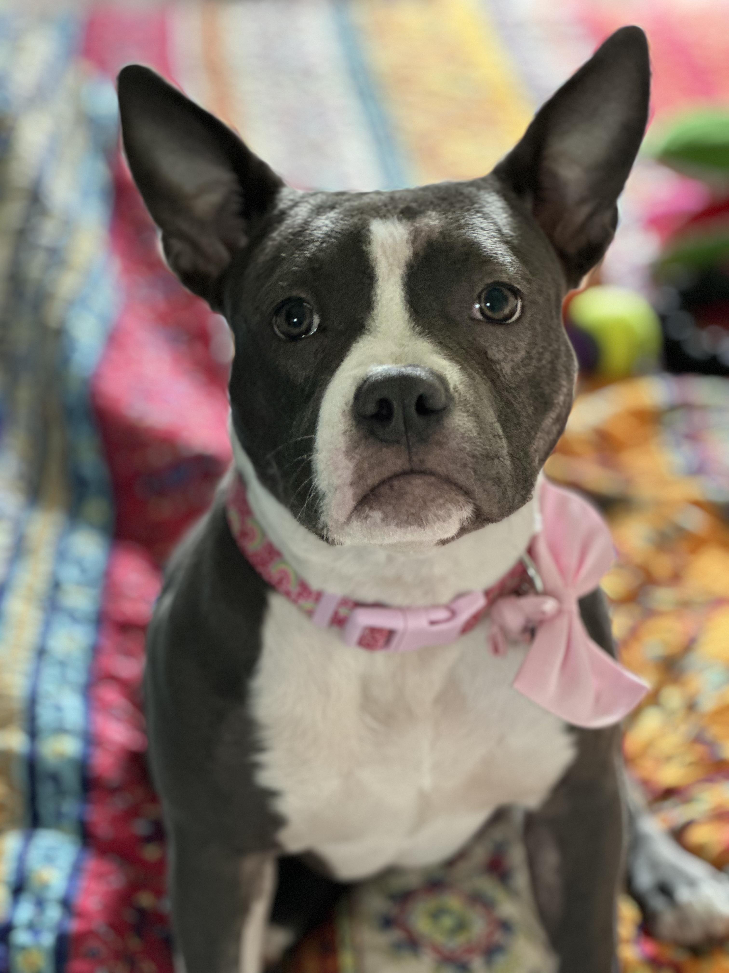 Enlarge Nova, a Adopted American Bully in Chicago, IL image 6/6