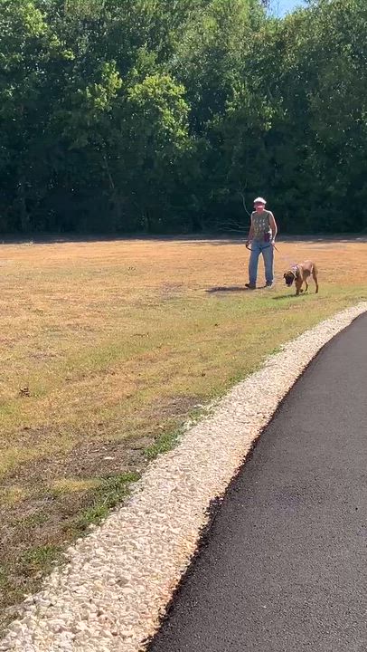Enlarge ANGUS - Big Brains, Bigger Paws - Goofy Dog, a Adoptable mixed breed in Santee, SC video 6/6