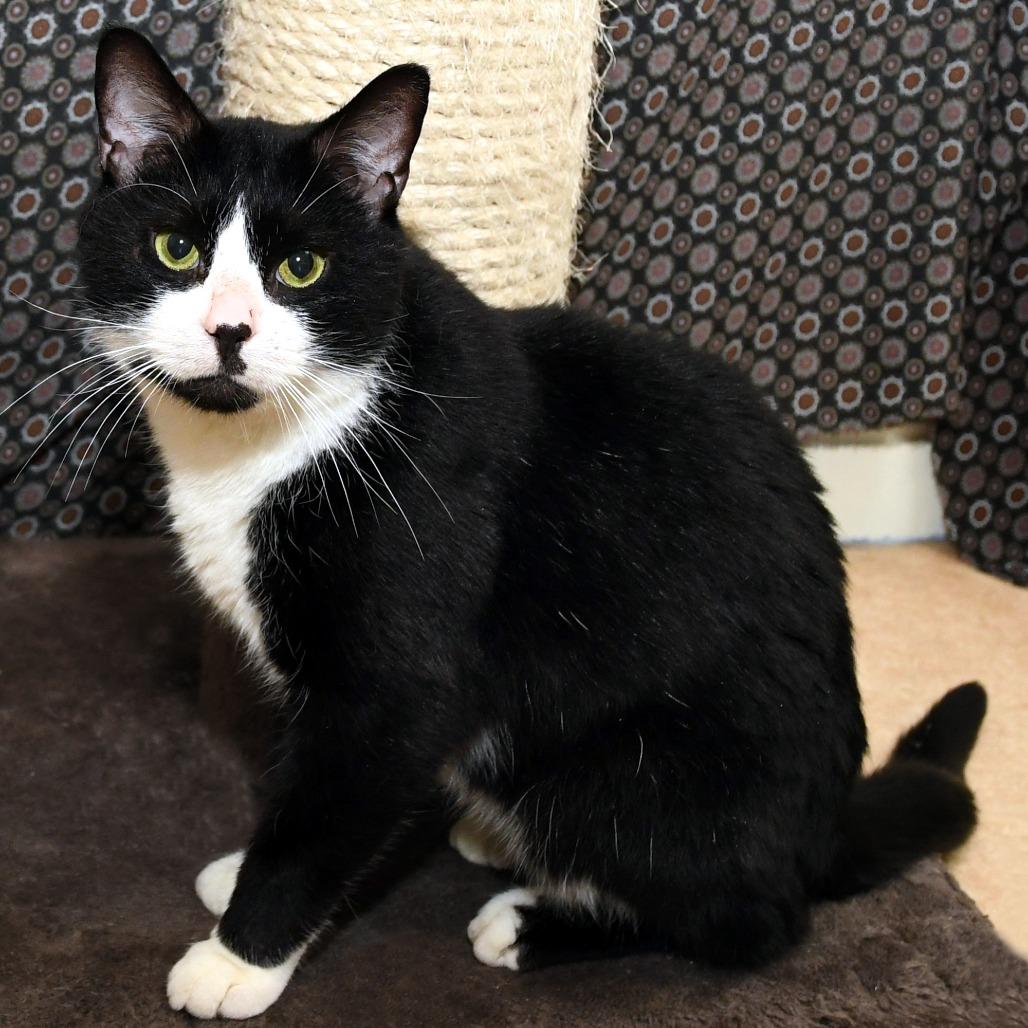 Steve, Adoptable, Senior Male Domestic Short Hair.