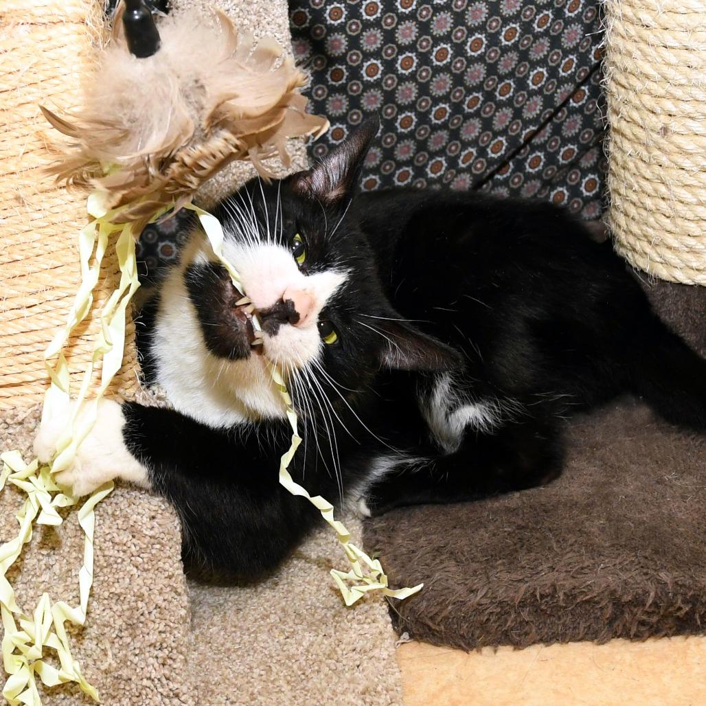 Steve, a Adoptable Domestic Short Hair in Natick, MA image 2/6
