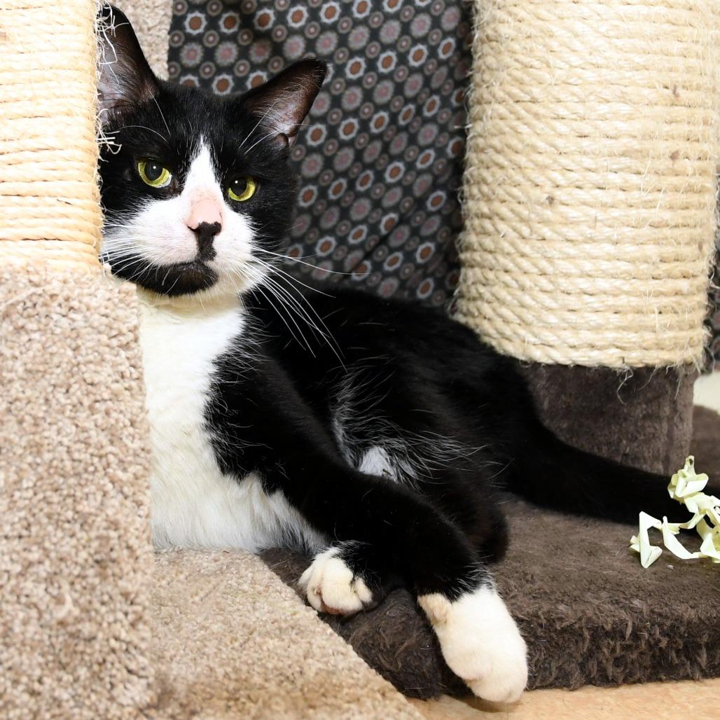 Steve, a Adoptable Domestic Short Hair in Natick, MA image 3/6