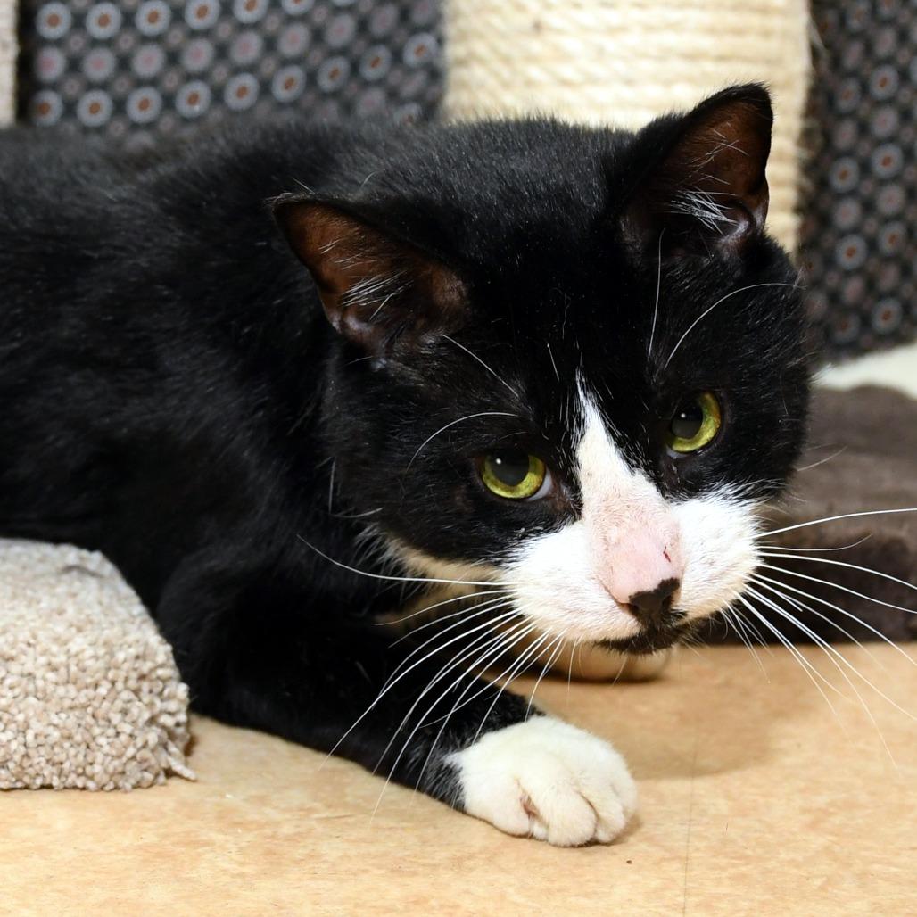 Steve, a Adoptable Domestic Short Hair in Natick, MA image 4/6