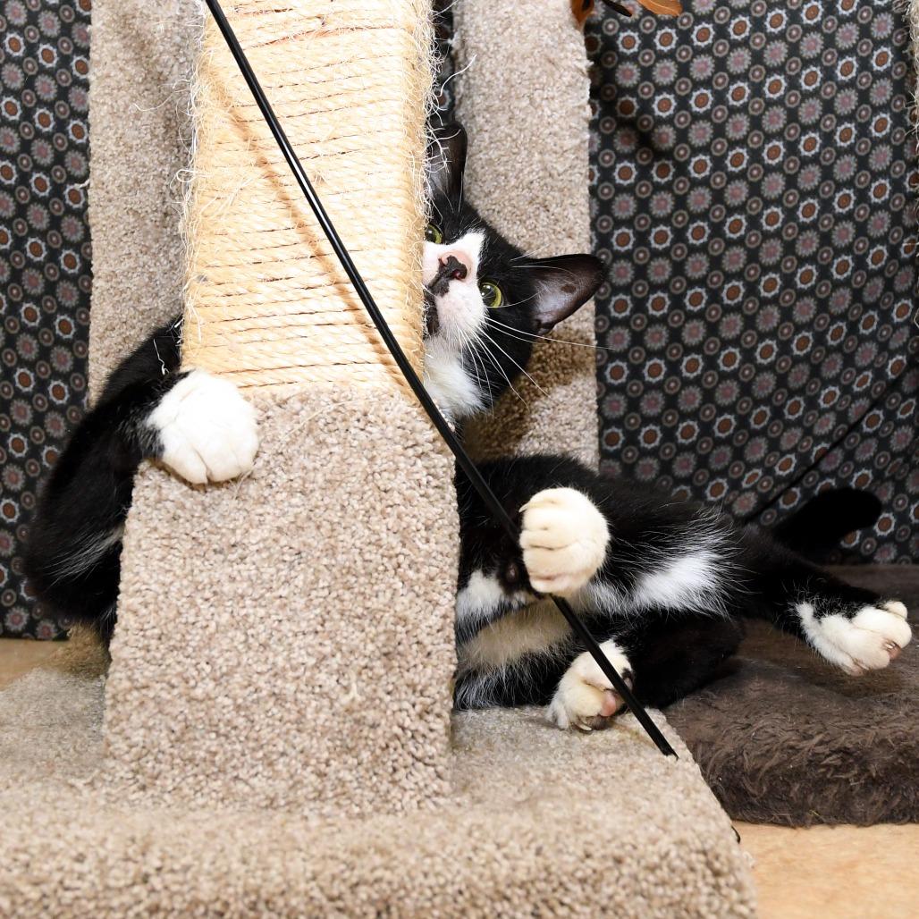 Steve, a Adoptable Domestic Short Hair in Natick, MA image 5/6