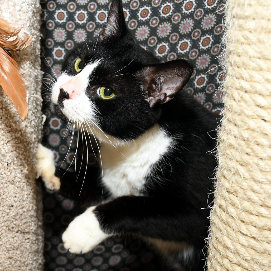 Steve, a Adoptable Domestic Short Hair in Natick, MA image 6/6
