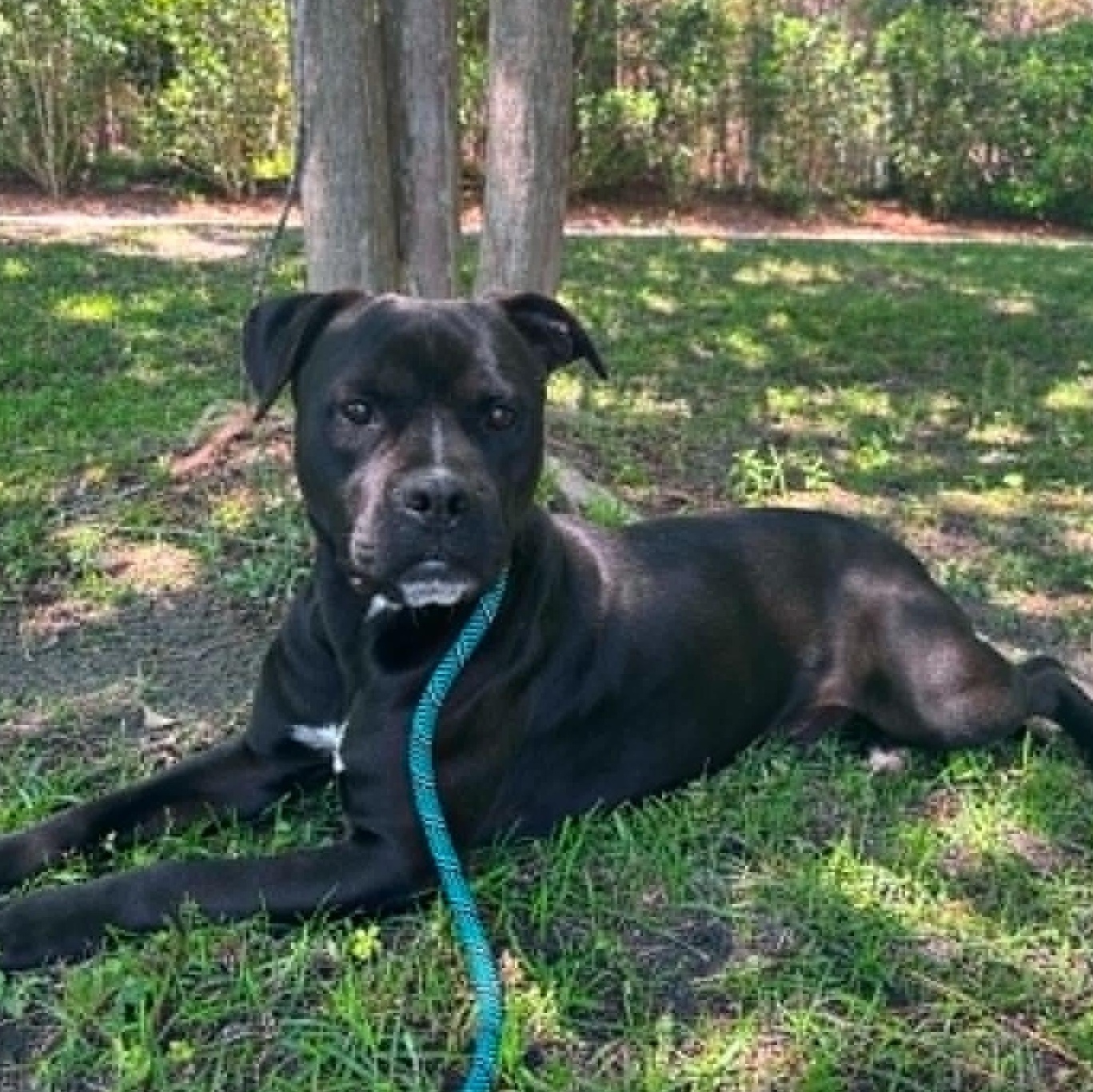 Enlarge OG Anunoby, a Adoptable Pit Bull Terrier in Brooklyn, NY image 5/6