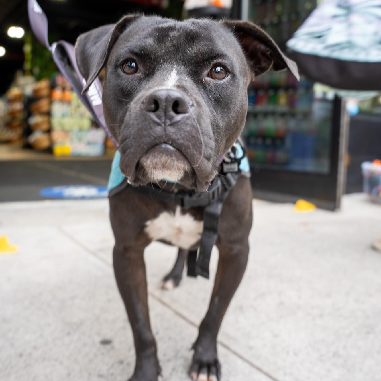 Enlarge OG Anunoby, a Adoptable Pit Bull Terrier in Brooklyn, NY image 3/6