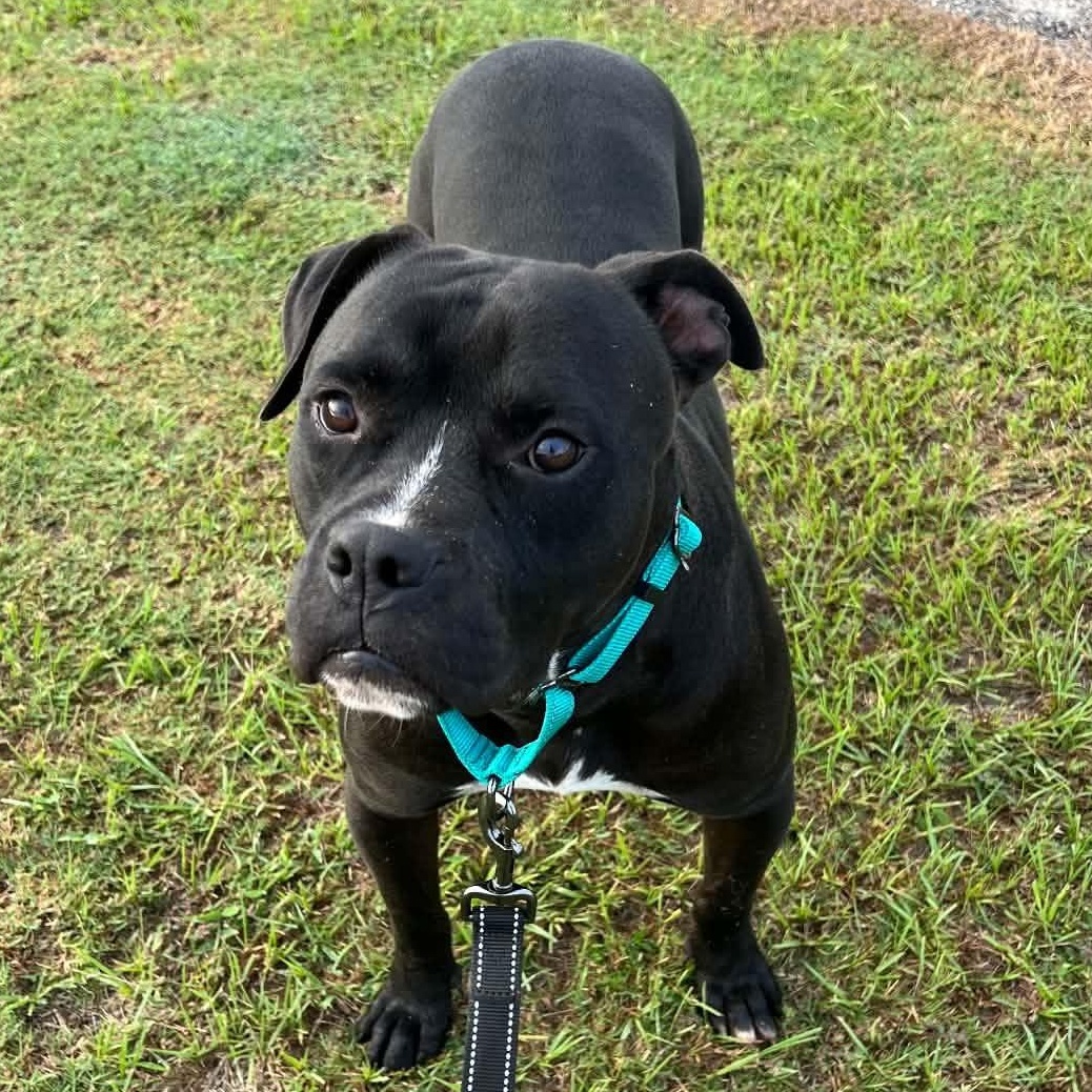Enlarge OG Anunoby, a Adoptable Pit Bull Terrier in Brooklyn, NY image 4/6
